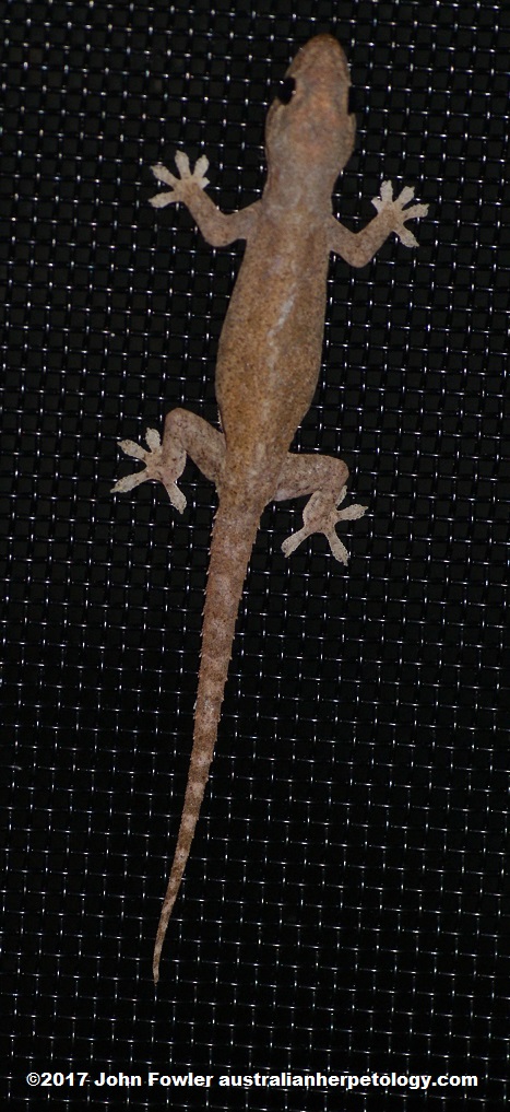 Hemidactylus frenatus